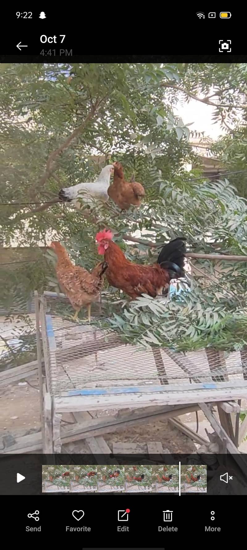 خوبصورت دیسی مرغیاں اور مرغا برائے فروخت (عمر 9 ماہ) 3