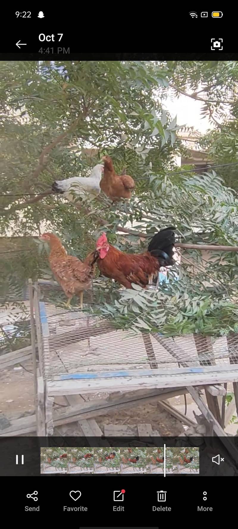 خوبصورت دیسی مرغیاں اور مرغا برائے فروخت (عمر 9 ماہ) 4