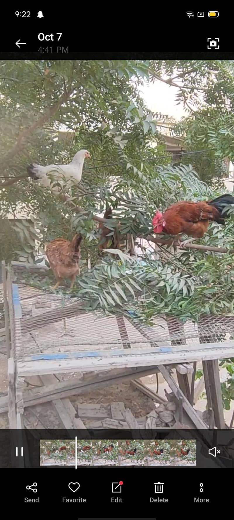 خوبصورت دیسی مرغیاں اور مرغا برائے فروخت (عمر 9 ماہ) 5