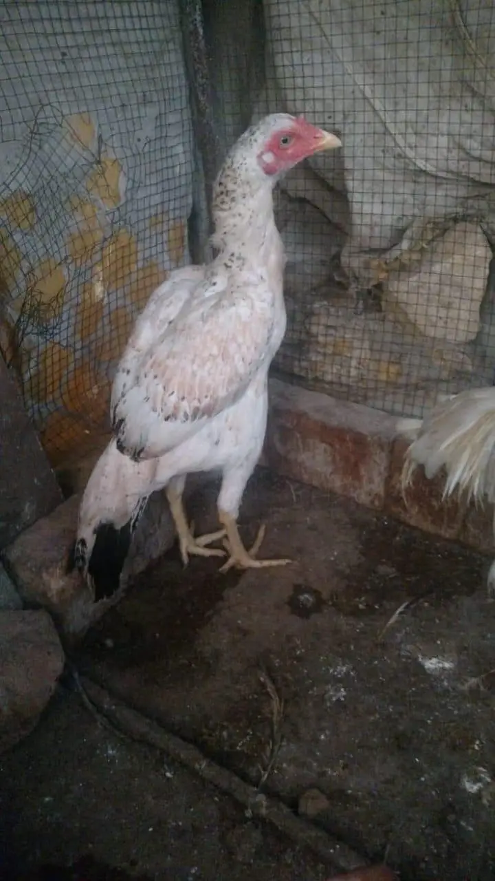 Aseel murgi — photo 2