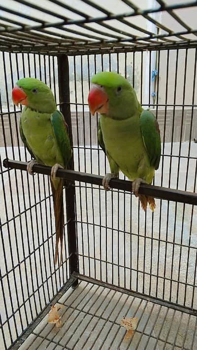 2 raw parrots talk