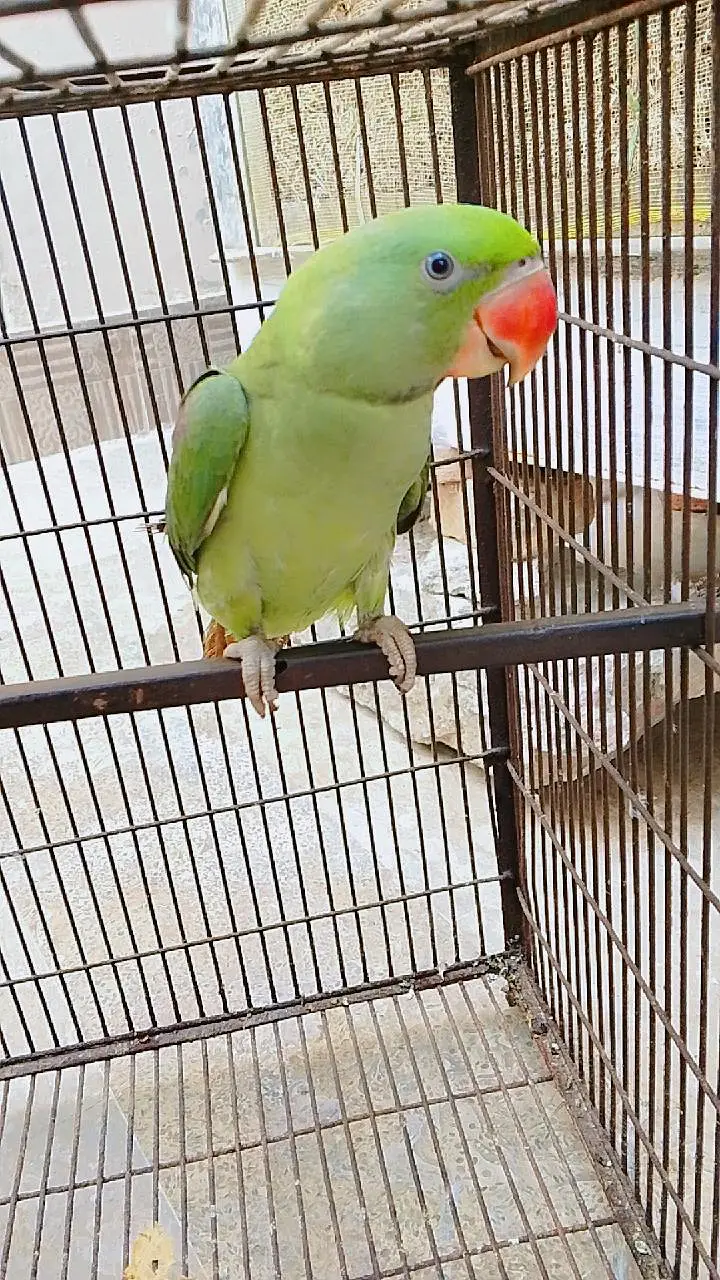 2 raw parrots talk — photo 2