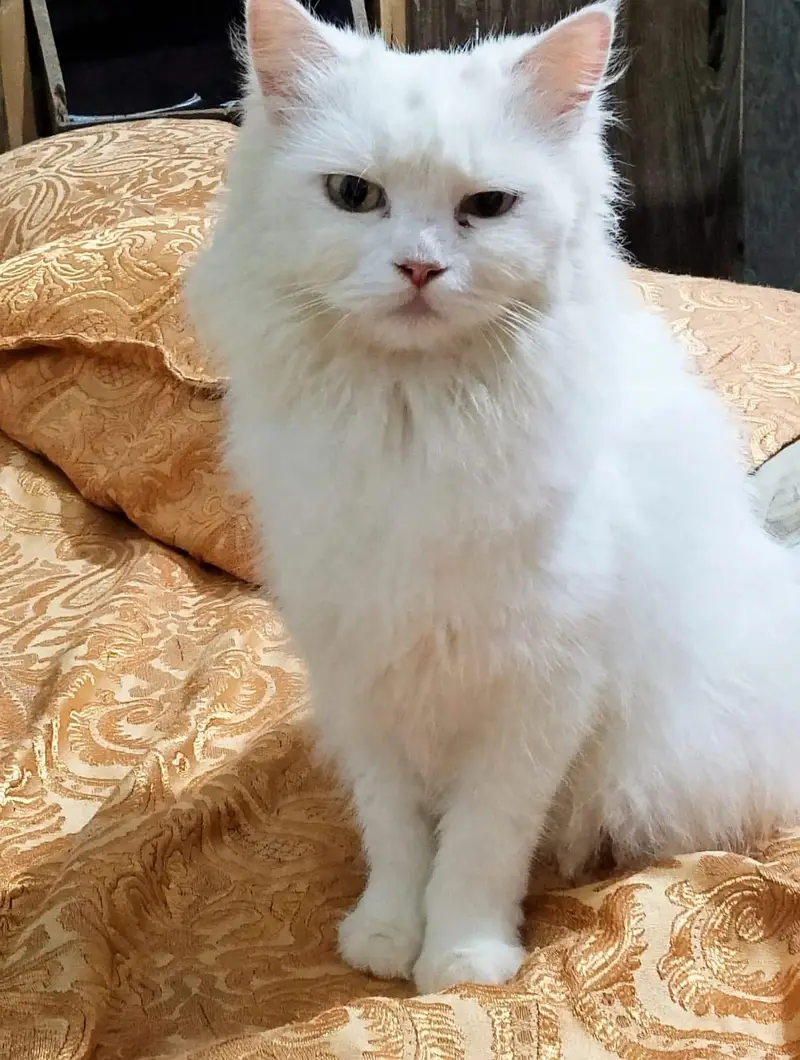 good cat ,,washroom train