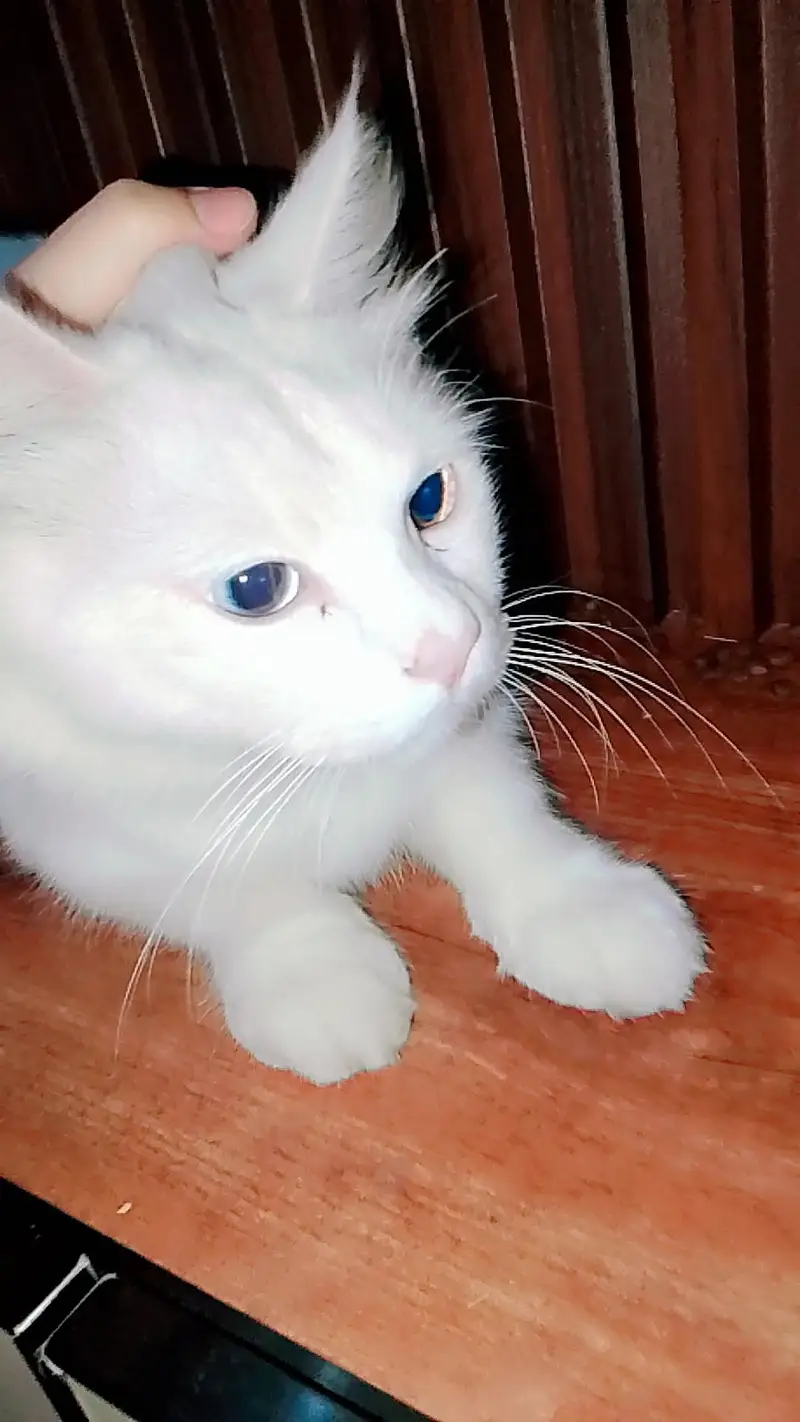 good cat ,,washroom train — photo 2