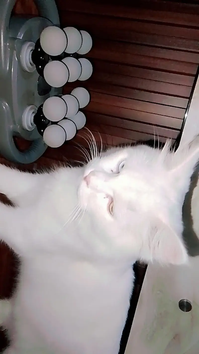 good cat ,,washroom train — photo 3