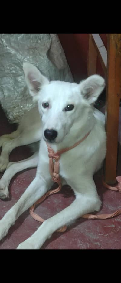 White Puppy for Sale – 4 Months , White Shapher