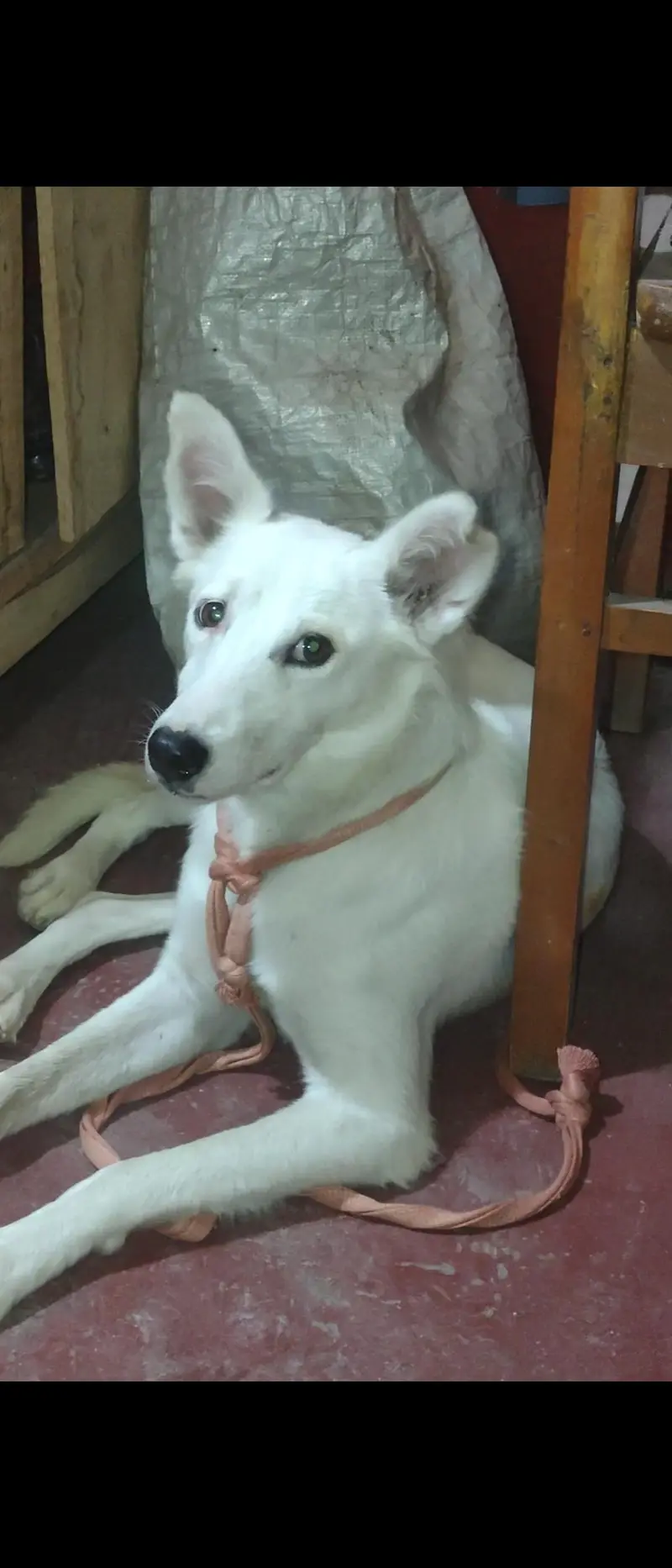 White Puppy for Sale – 4 Months , White Shapher — photo 2