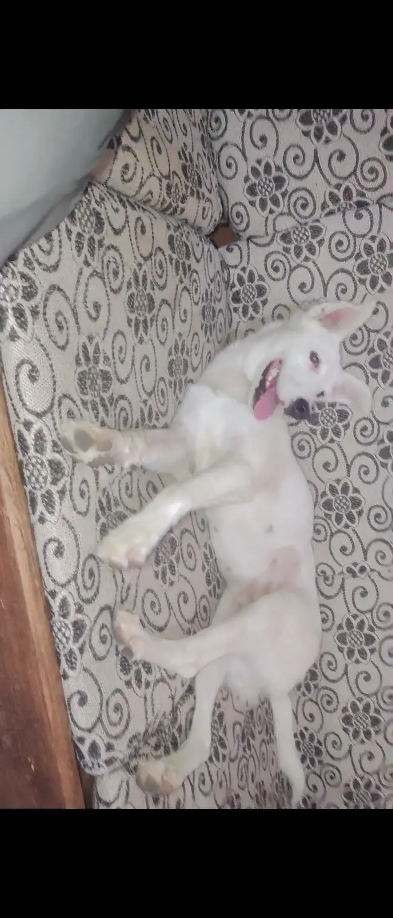 White Puppy for Sale – 4 Months , White Shapher — photo 3