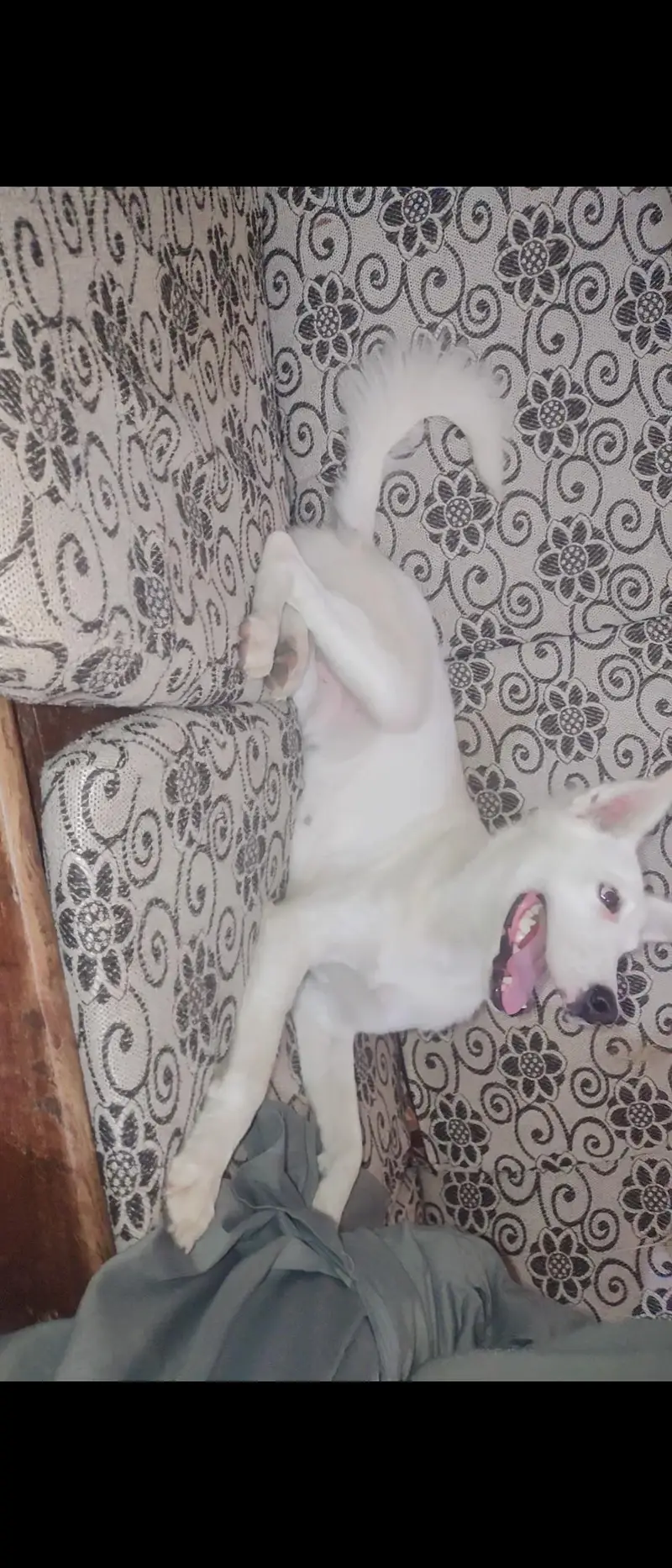 White Puppy for Sale – 4 Months , White Shapher — photo 4