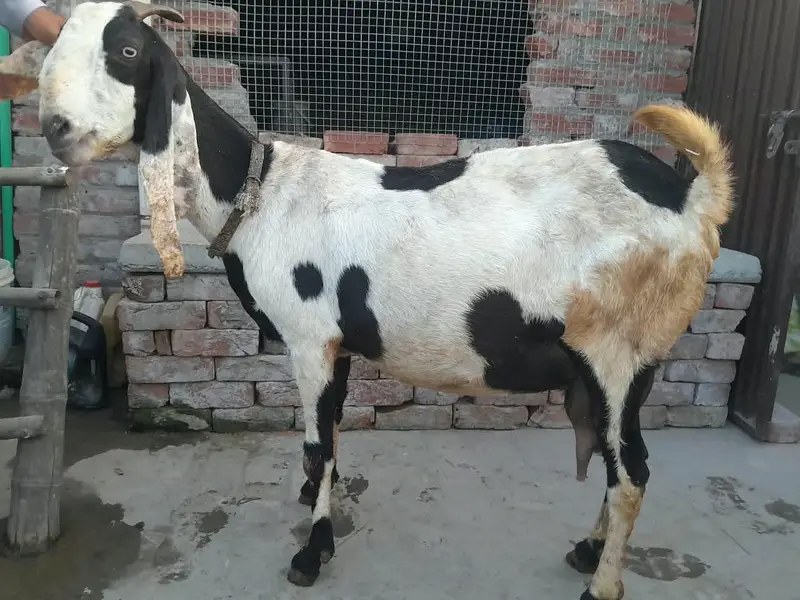 Gabban jora