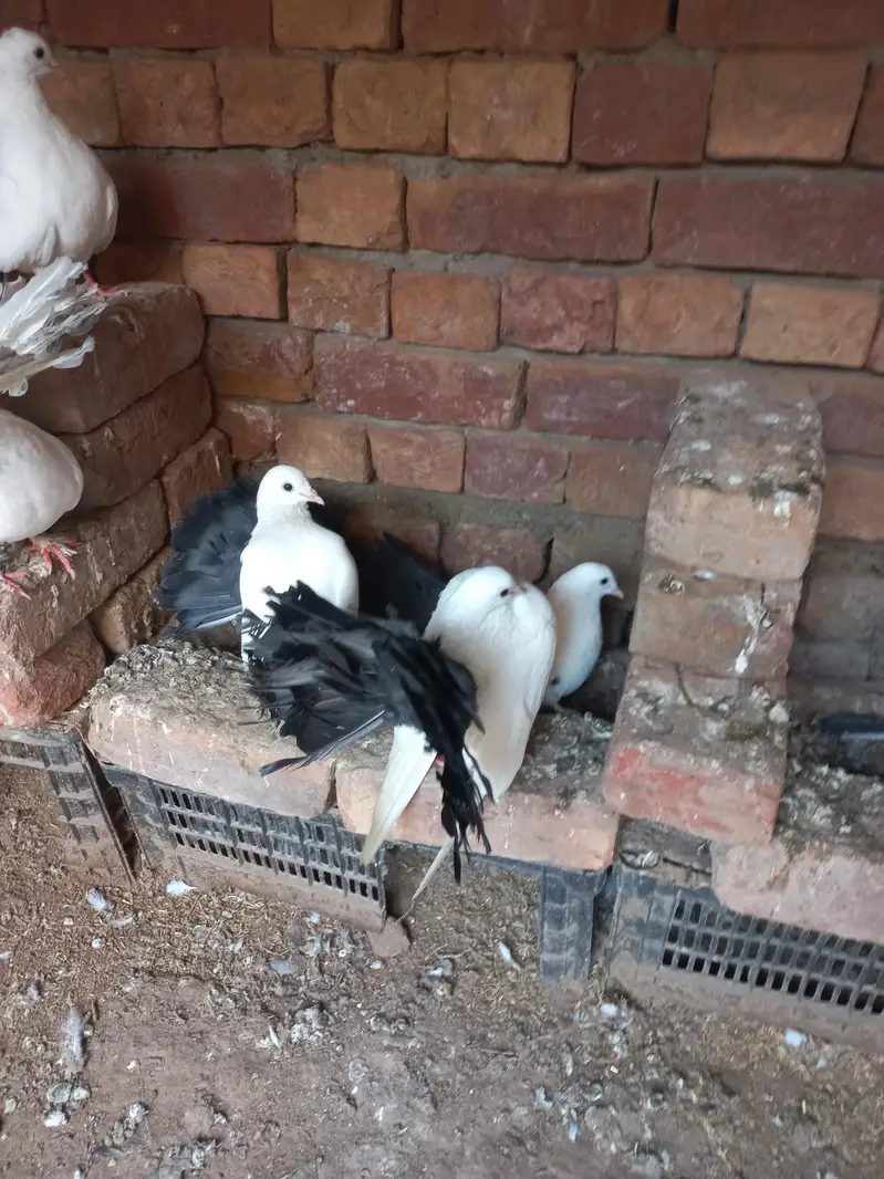 2 Black tail 1 Red tail pair — photo 5