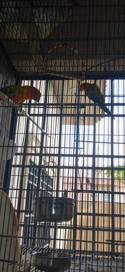 Sun conure for sale  pair 18 month
