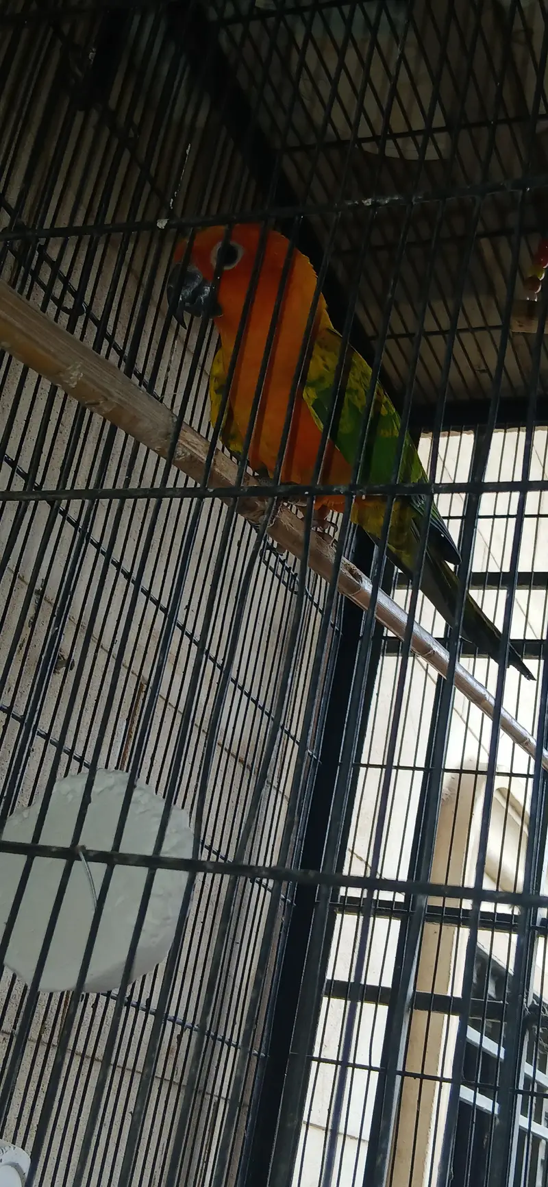 Sun conure for sale  pair 18 month — photo 2