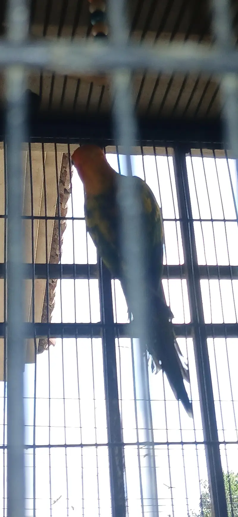 Sun conure for sale  pair 18 month — photo 3