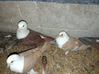 Urgent sell breeding pair and 5 pathe