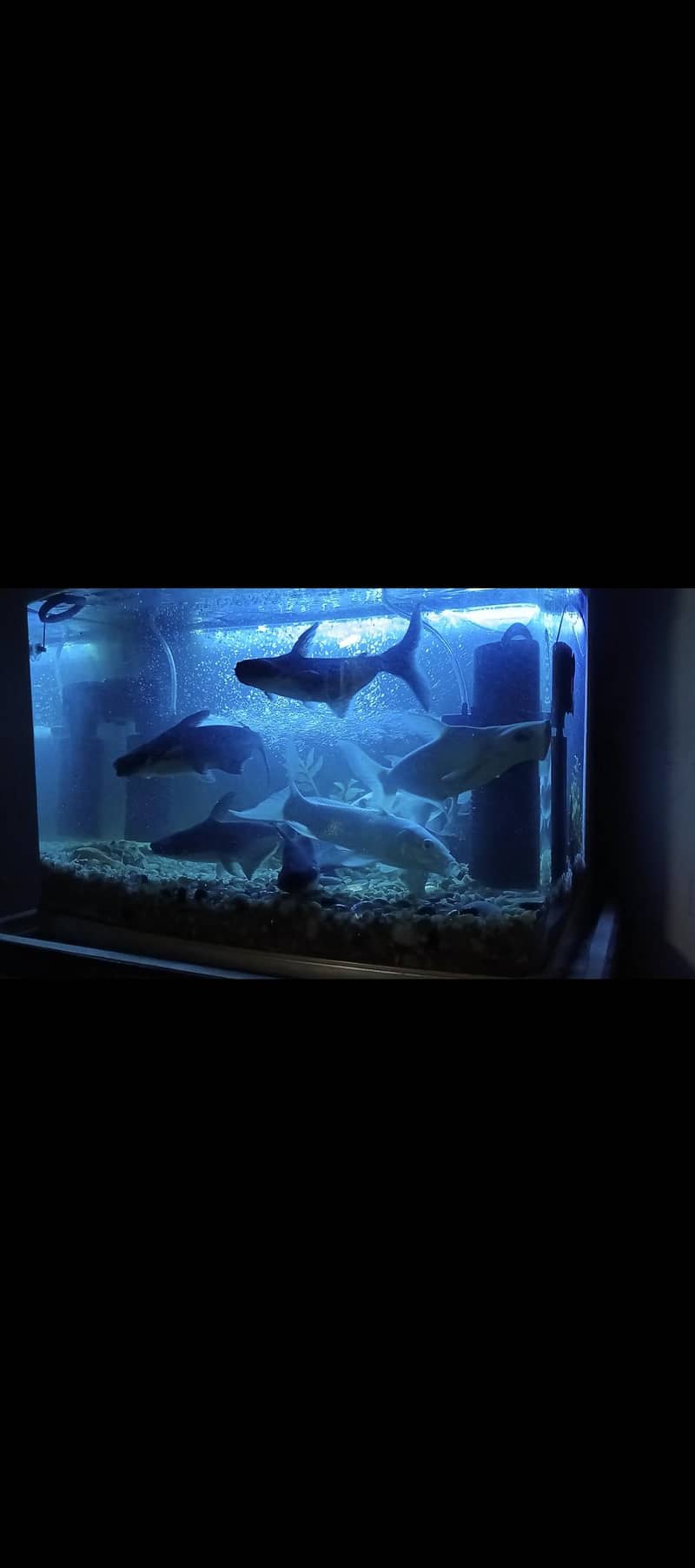 whiteline sharks 0