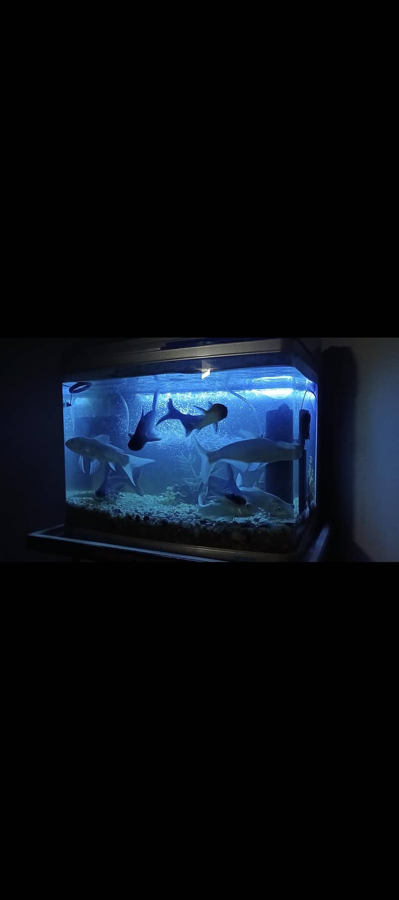 whiteline sharks 1