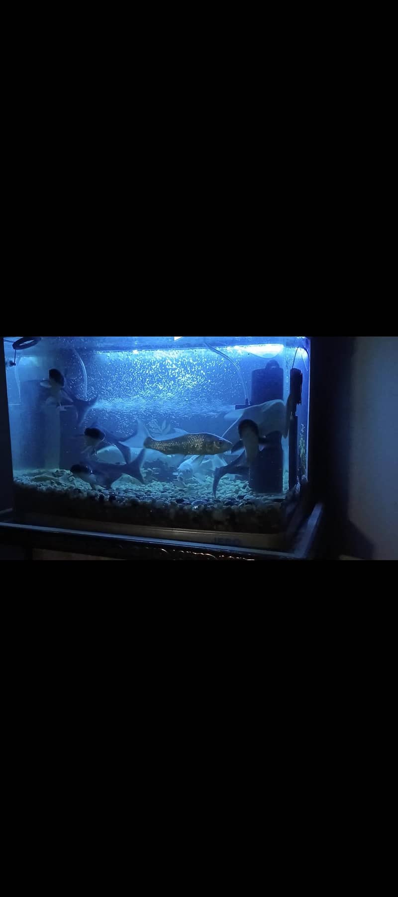 whiteline sharks 3
