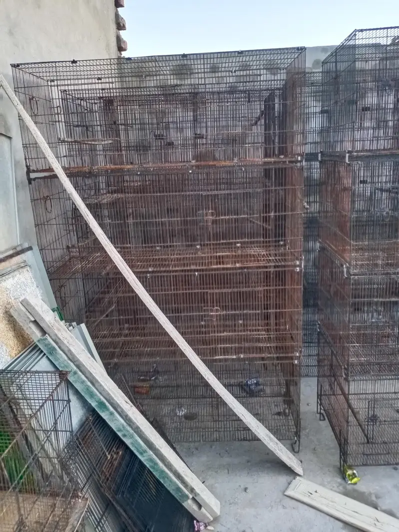 Birds cages — photo 2