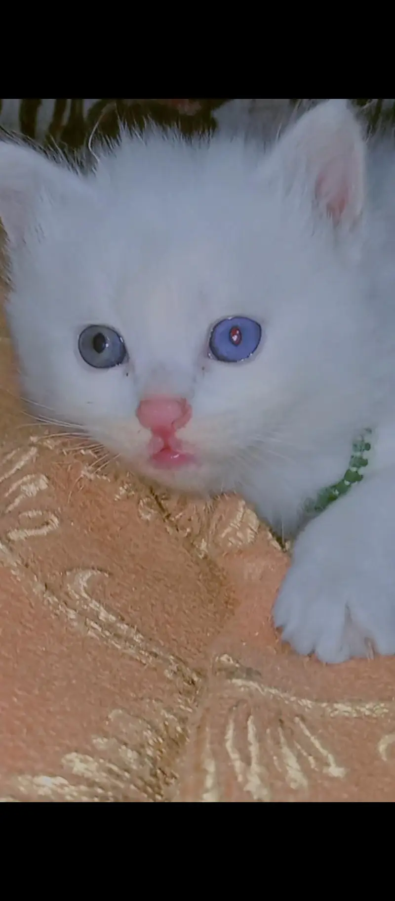 odd eyes triple coated — photo 6