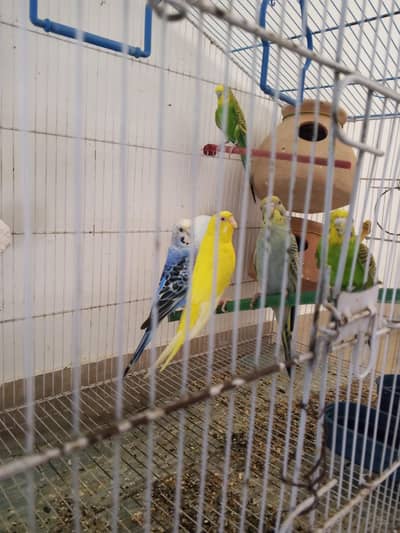 different cages different prices