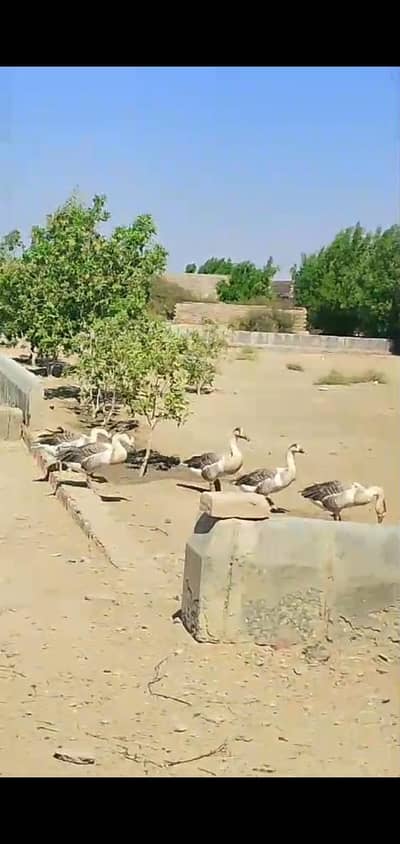 long neck ducks for sale lovely pairs