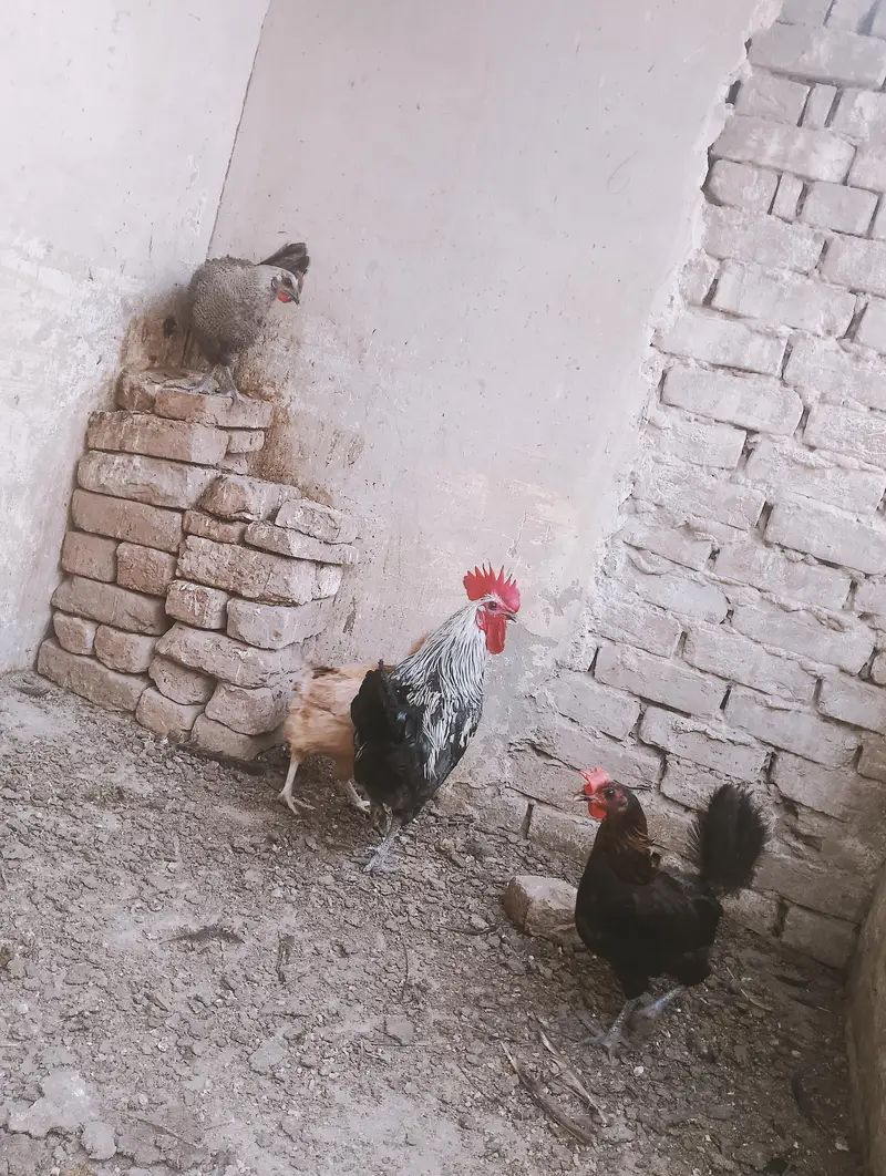 Desi hen set 1+3 — photo 3