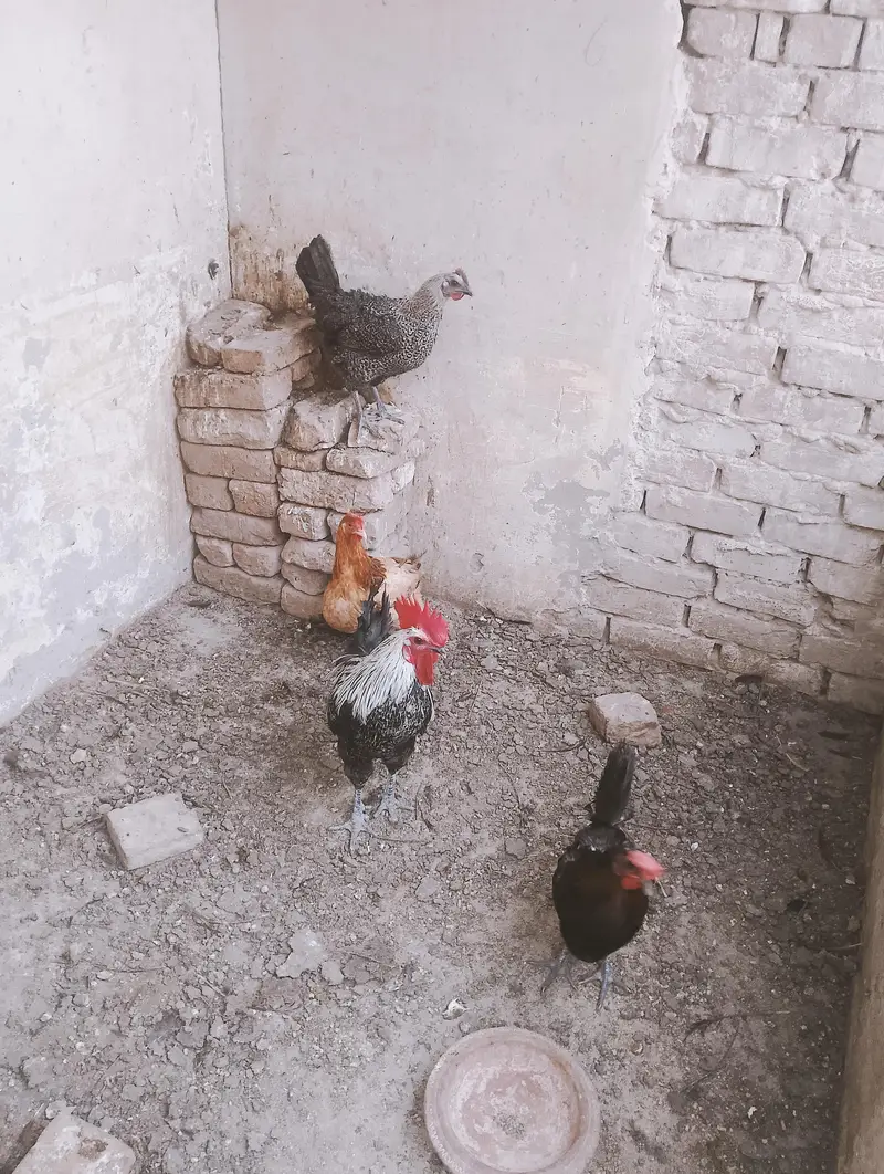 Desi hen set 1+3 — photo 4