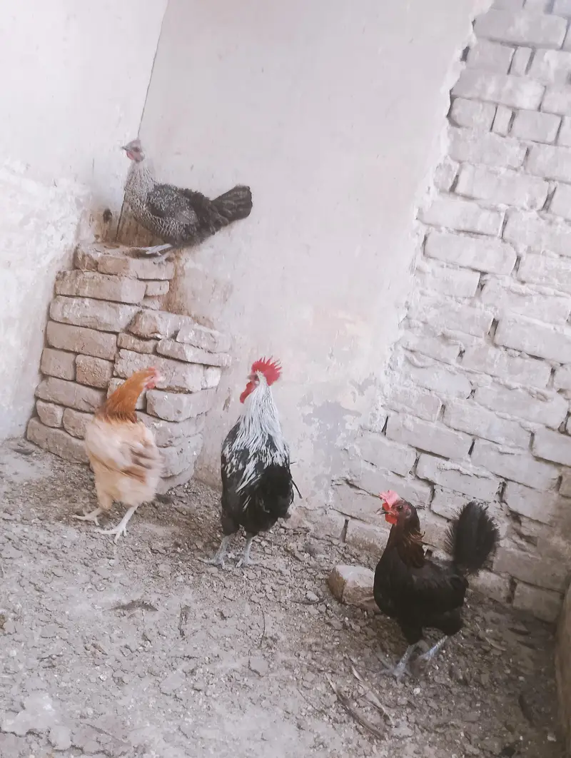 Desi hen set 1+3 — photo 5