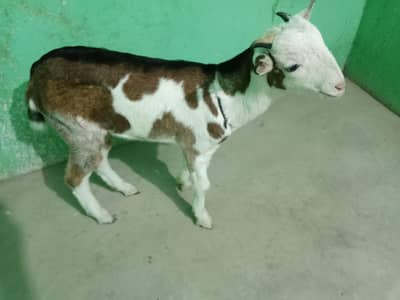 urgent sell taddi Bakra for sale