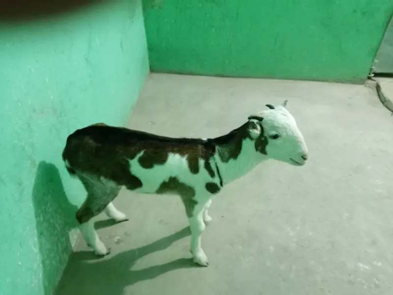 urgent sell taddi Bakra for sale — photo 2