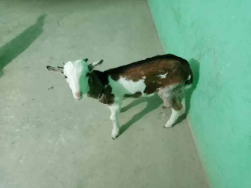 urgent sell taddi Bakra for sale — photo 3