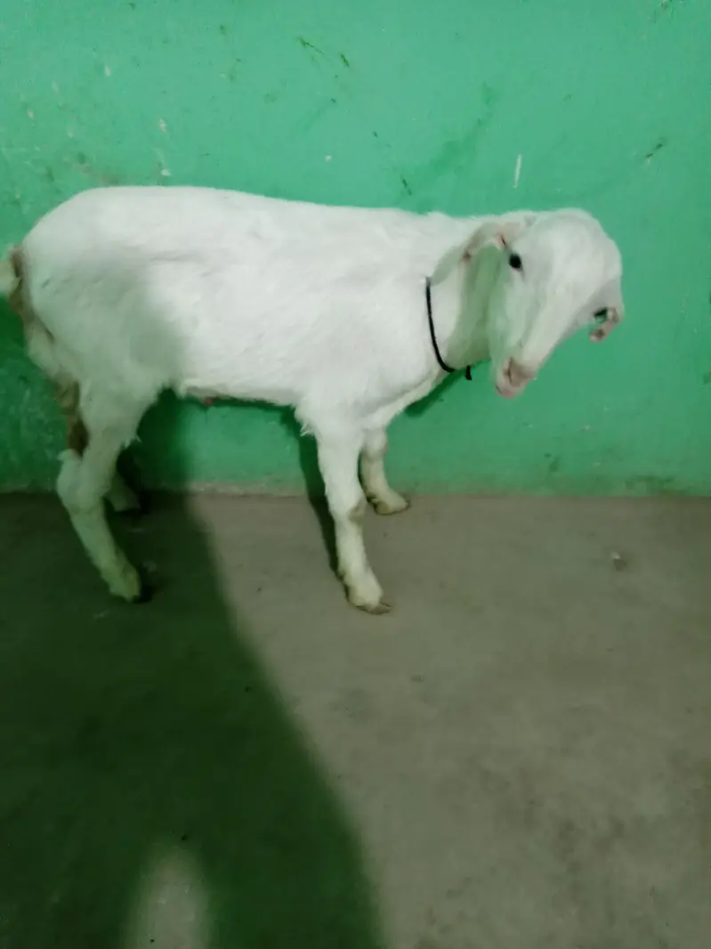 urgent sell taddi Bakra for sale — photo 4