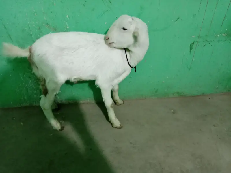 urgent sell taddi Bakra for sale — photo 5