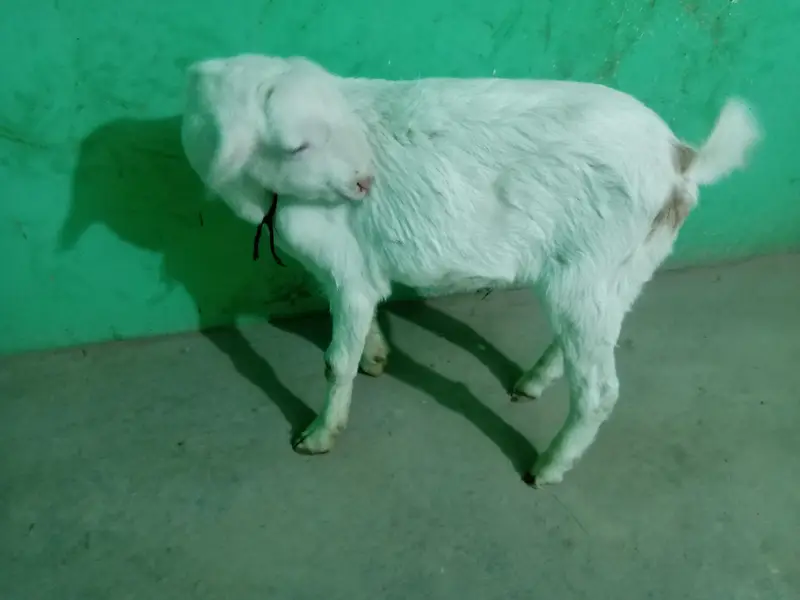 urgent sell taddi Bakra for sale — photo 6