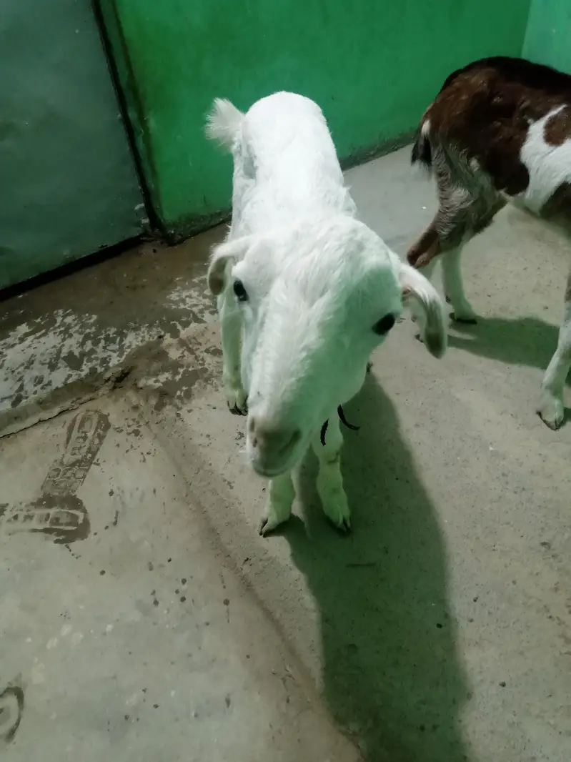 urgent sell taddi Bakra for sale — photo 7