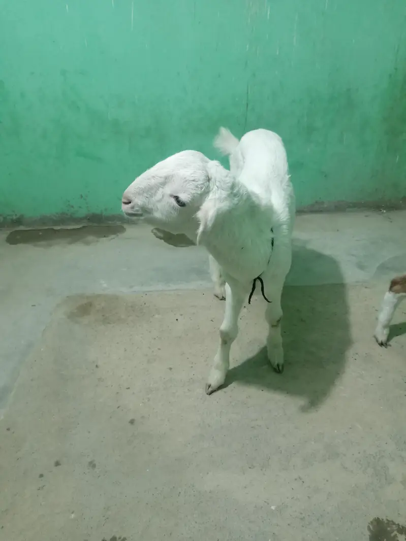 urgent sell taddi Bakra for sale — photo 8