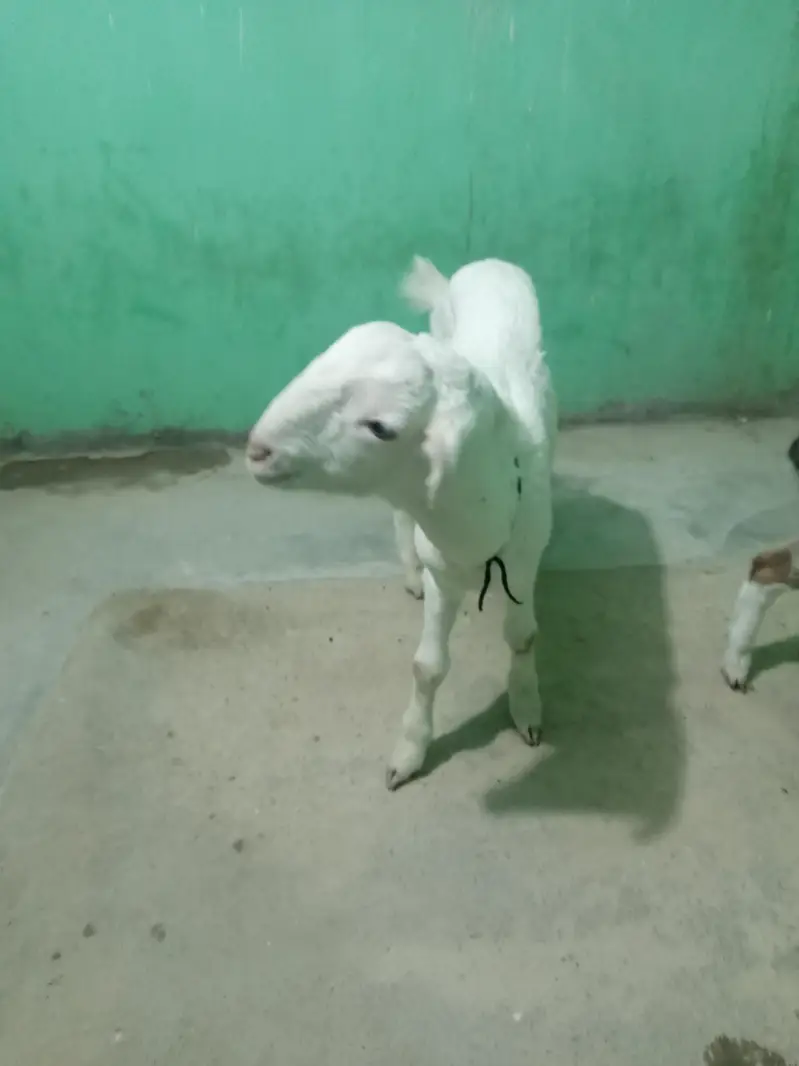 urgent sell taddi Bakra for sale — photo 9