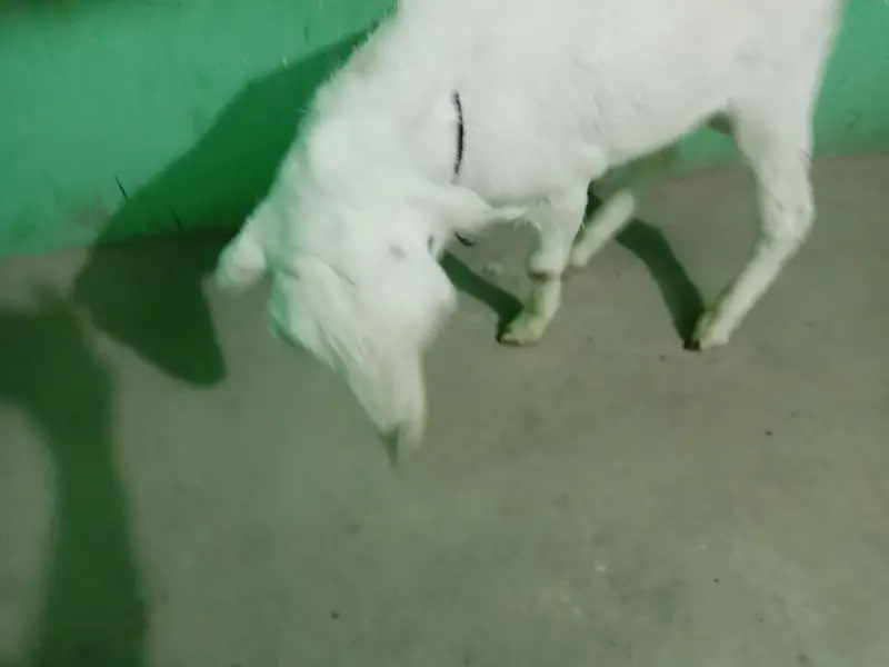 urgent sell taddi Bakra for sale — photo 10