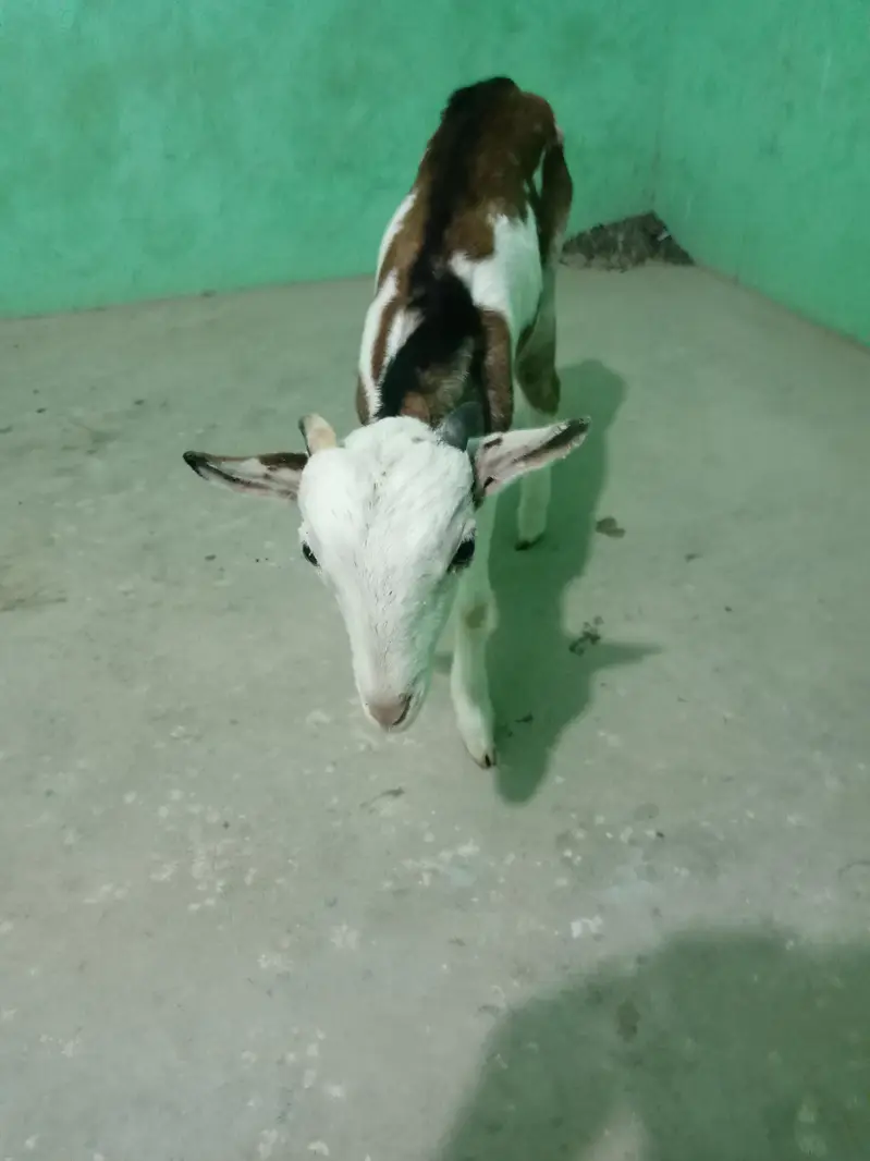 urgent sell taddi Bakra for sale — photo 11