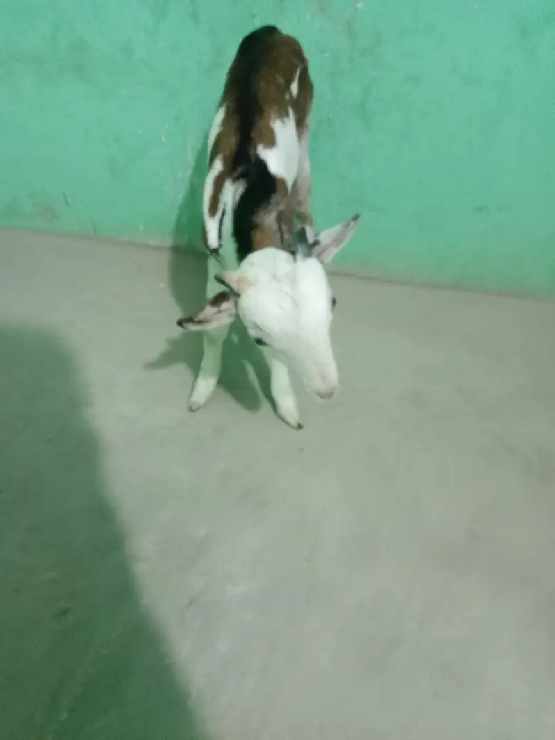 urgent sell taddi Bakra for sale — photo 12