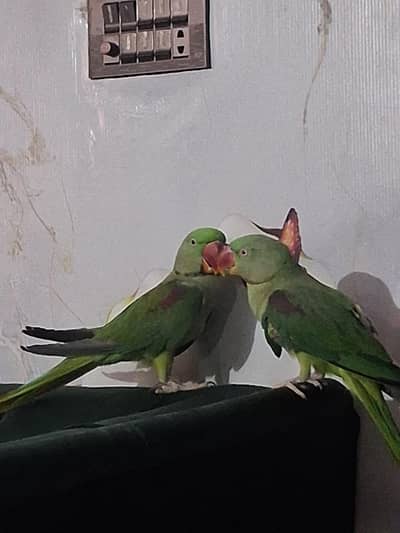 RAW TAMED PAIR