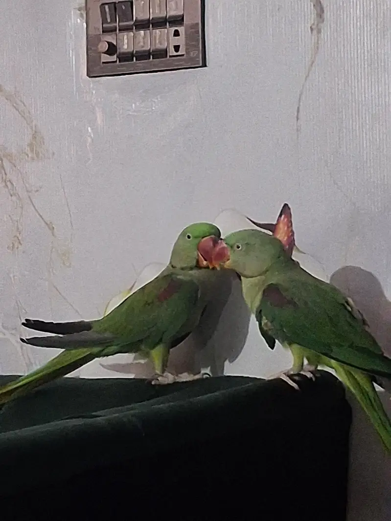 RAW TAMED PAIR