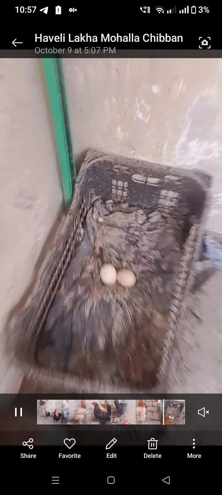 Desi hen set 1+3 — photo 2