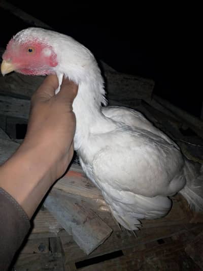 aseel breed Ando ki guranti