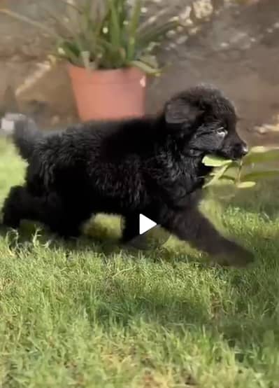 Black German Sheppard Puppy