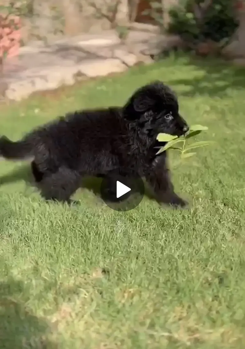 Black German Sheppard Puppy — photo 2