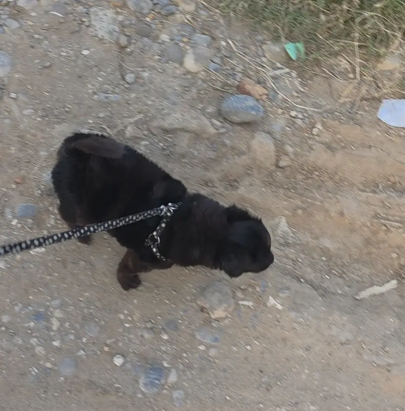 Black German Sheppard Puppy — photo 3