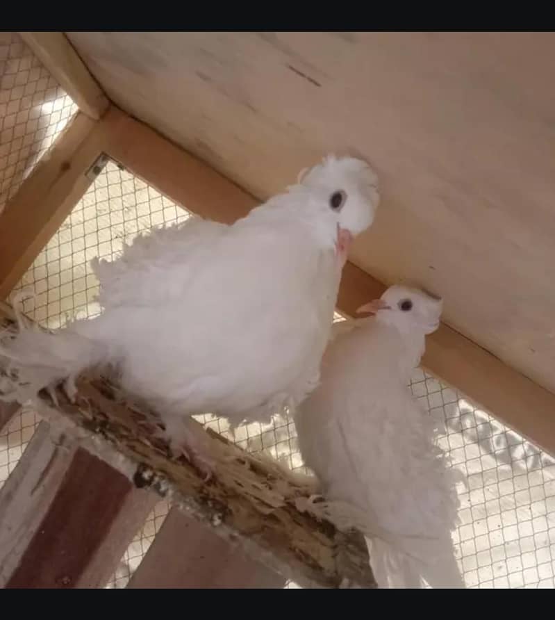 breder pair 0