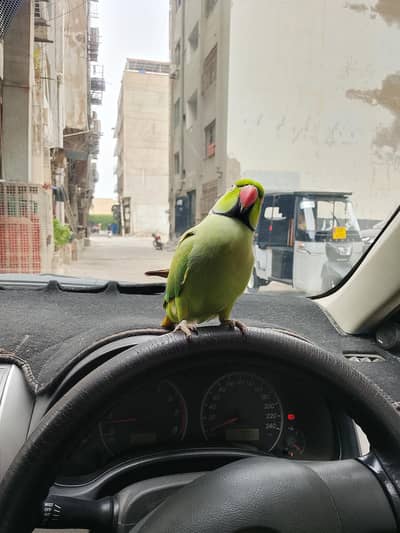 Green Parrot
